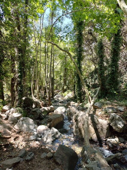 Picture 20 for Activity Troodos Mountains: Forest Hike & Waterfall Tour 2