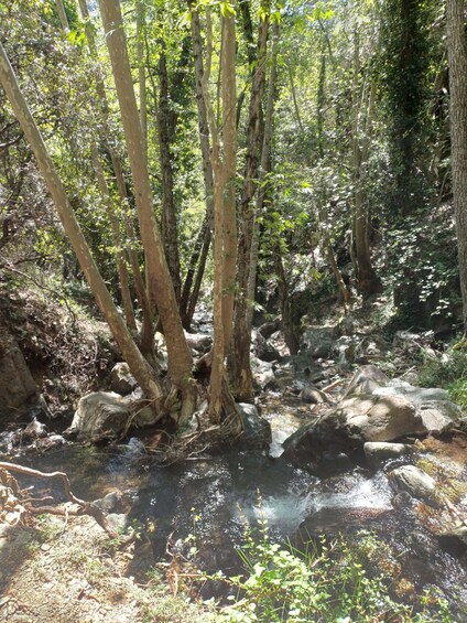 Picture 24 for Activity Troodos Mountains: Forest Hike & Waterfall Tour 5