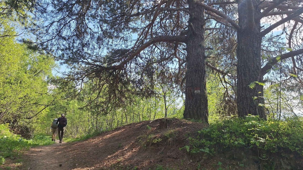 A forested area with a dirt path, large trees, and a hiker. 2