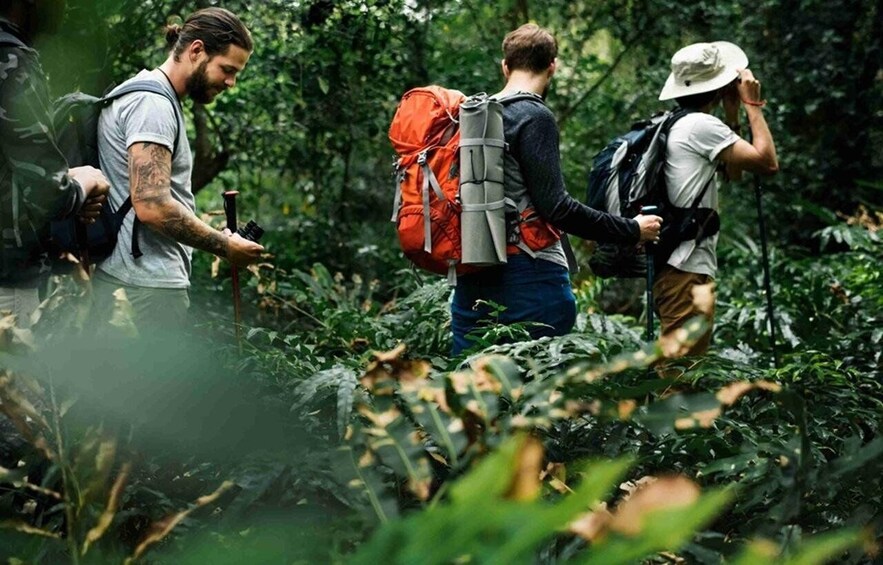 Two hikers in a dense forest with backpacks and trekking poles. 3