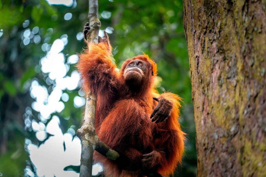 Bukit Lawang: 2-Day Trek with Group Tours 1