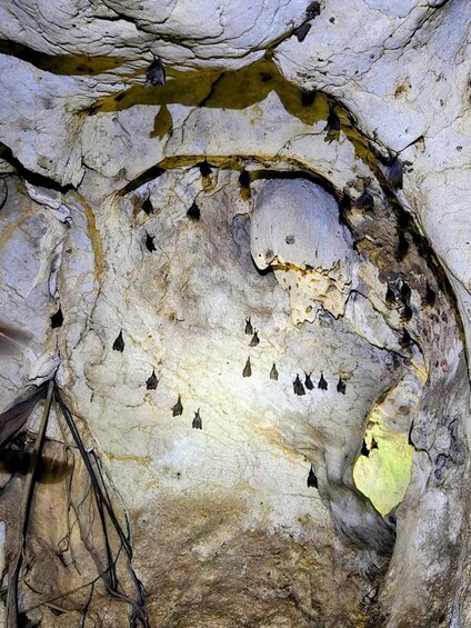Picture 7 for Activity Lombok: Monkey Cave, Farm & Coffee Brewing Tour 4