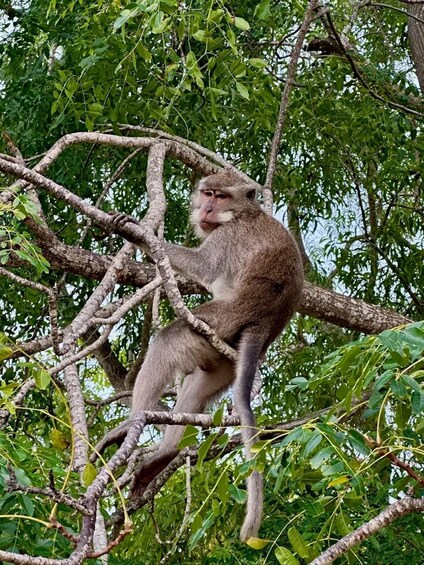 Picture 2 for Activity Lombok: Monkey Cave, Farm & Coffee Brewing Tour 3