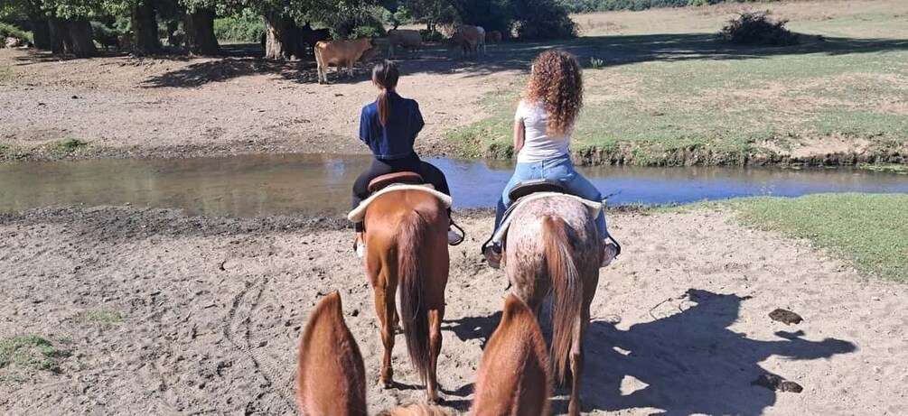 Two horses and riders near a water body with cattle in the background. 2