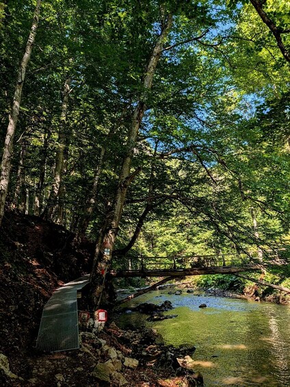 A forested area with a river, a wooden bridge, and a metal structure on the ground. 3