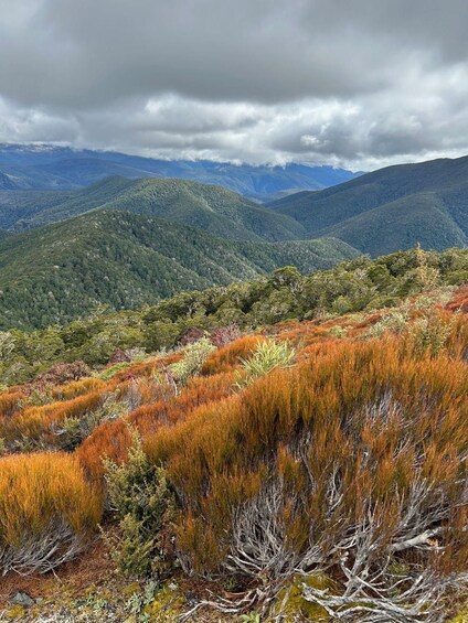 Picture 5 for Activity Nelson: Kahurangi National Park Private Guided Hike & Lunch 4