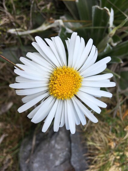 Picture 6 for Activity Nelson: Kahurangi National Park Private Guided Hike & Lunch 2