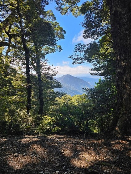 Picture 8 for Activity Nelson: Kahurangi National Park Private Guided Hike & Lunch 5