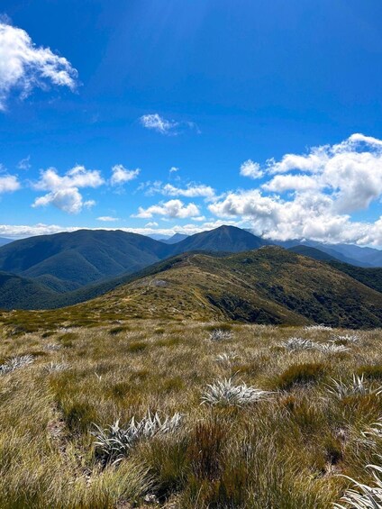 Picture 7 for Activity Nelson: Kahurangi National Park Private Guided Hike & Lunch 3