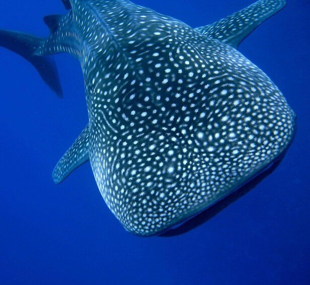 Picture 5 for Activity Maldives: 5-Day Advanced Open Water with Accommodation 2