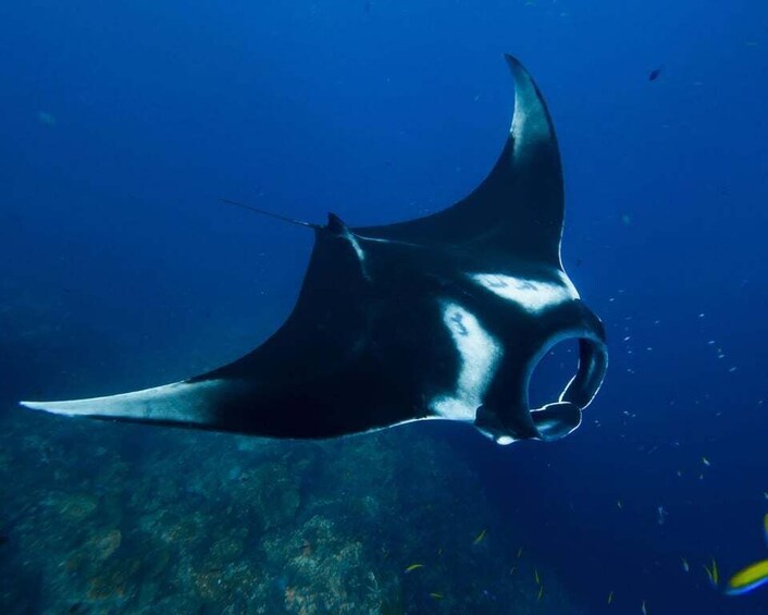 Picture 4 for Activity Maldives: 5-Day Advanced Open Water with Accommodation 5
