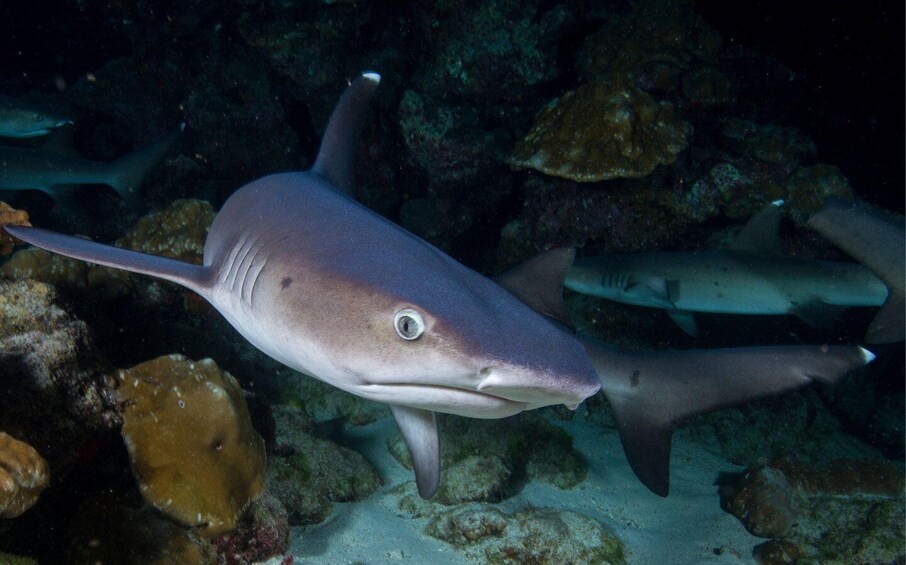 Maldives: 5-Day Advanced Open Water with Accommodation 1