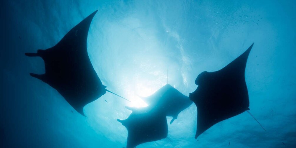 Picture 3 for Activity Kicker Rock: Scuba Diving Sightseeing Tour with 2 Dives and Full Gear 1