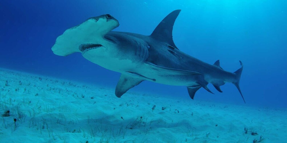 A shark swimming underwater with a sandy ocean floor. 3