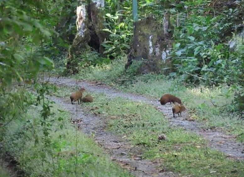 A forested area with a dirt path, a fallen tree, and a few deer. 1