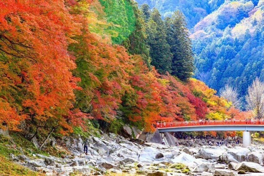 Nagoya Autumn Scenic Highlights Magome Shikizakura and Korankei 1