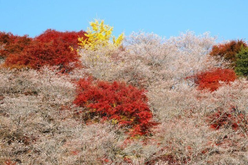 Nagoya Autumn Scenic Highlights Magome Shikizakura and Korankei 2