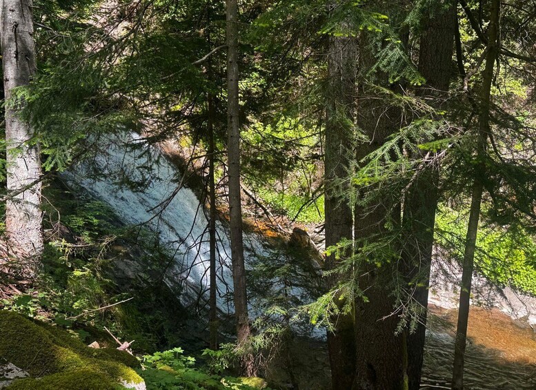 A dense forest with tall trees and a rocky stream. 3