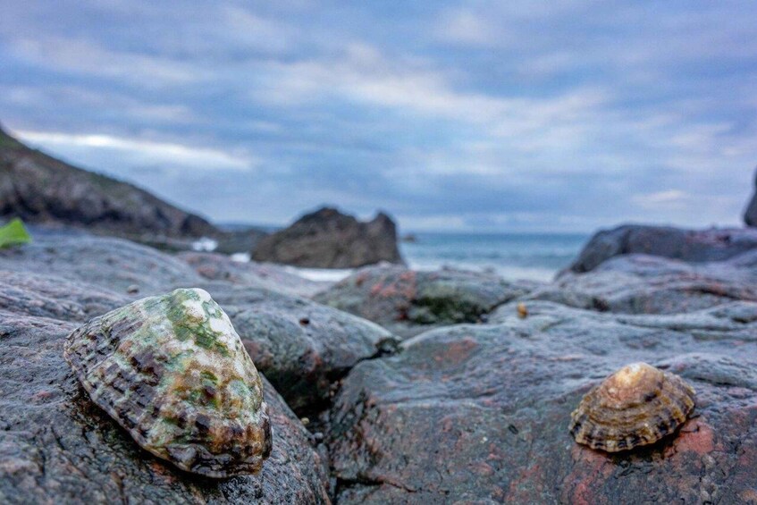 Picture 2 for Activity Woolacombe: Guided Foraging Tour with Local Expert 2