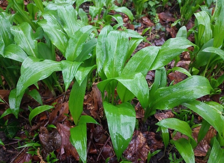 Picture 3 for Activity Woolacombe: Guided Foraging Tour with Local Expert 3