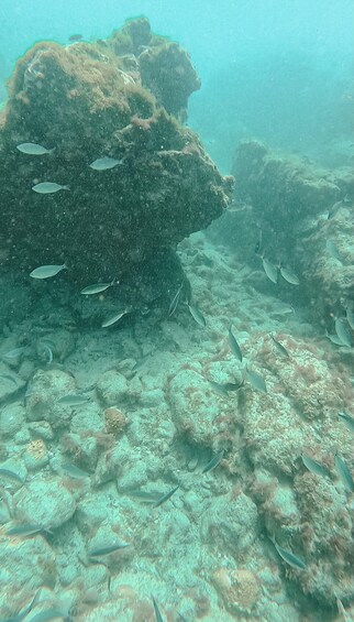 Picture 3 for Activity Maio, Cape Verde: Snorkeling Trip with an Authentic Cultural Experience 4