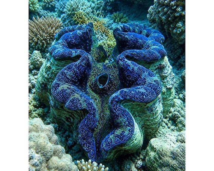 Picture 1 for Activity Bohol: Private Philippine Giant Clam & Reef Adventure 3