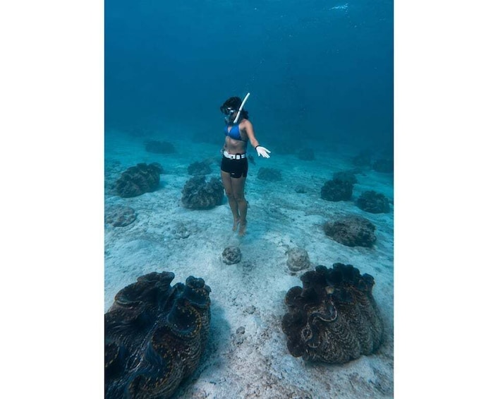 Picture 5 for Activity Bohol: Private Philippine Giant Clam & Reef Adventure 5