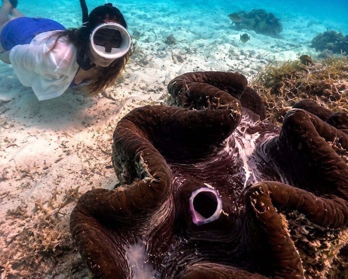 Picture 2 for Activity Bohol: Private Philippine Giant Clam & Reef Adventure 4