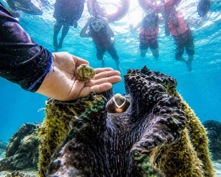 Picture 3 for Activity Bohol: Private Philippine Giant Clam & Reef Adventure 2