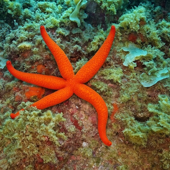 Picture 2 for Activity Cambrils: Boat Trip with 2 Guided Scuba Dives 3