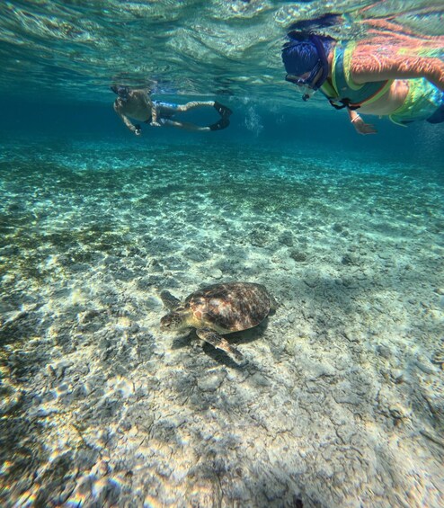 A diver swimming underwater with a sea turtle on the ocean floor. 3