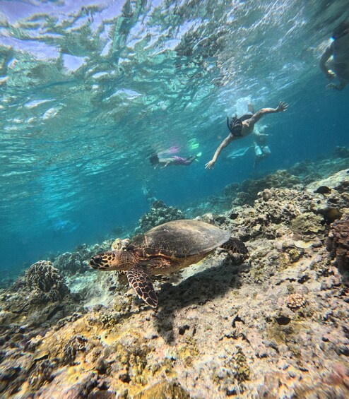 A turtle on a coral reef with divers swimming above. 4