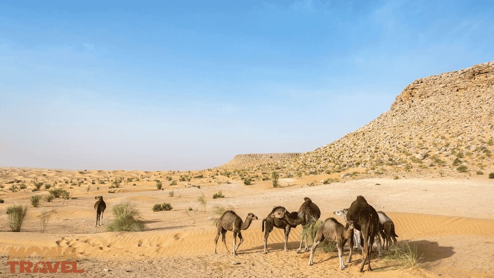 Picture 5 for Activity Djerba: Ksar Ghilane & Star Wars Day Trip with Lunch ️ 3
