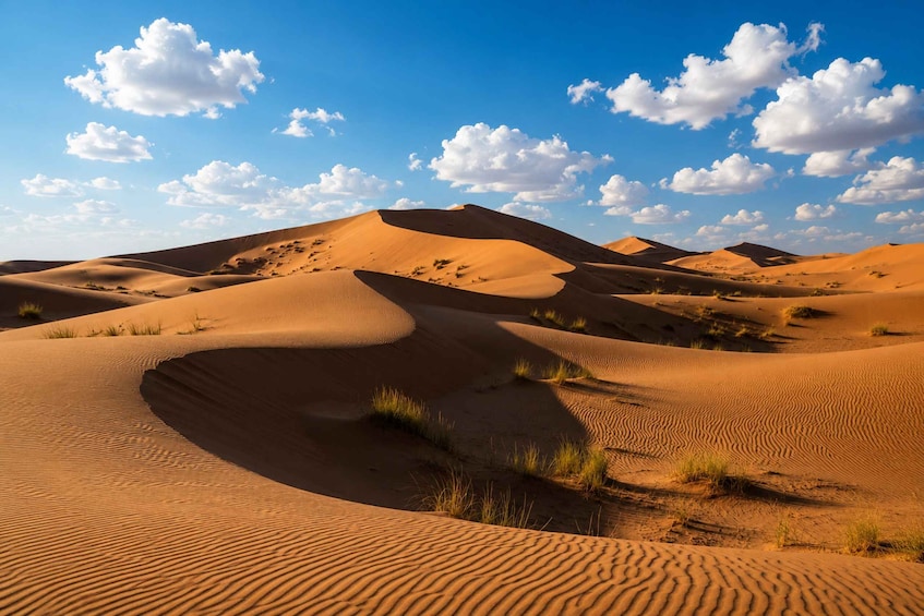 A desert landscape with sand dunes and sparse vegetation under a clear blue sky. 2