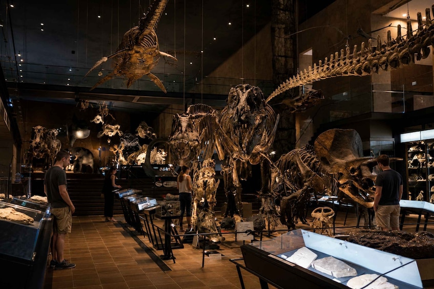A museum exhibit with dinosaur skeletons on display. 5