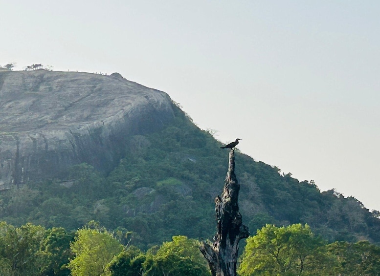 Sigiriya: Sunrise Birdwatching Tour in village tuk & boat 1