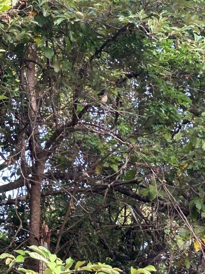 Picture 3 for Activity Sigiriya: Sunrise Birdwatching Tour in village tuk & boat 4
