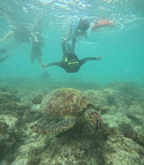 Picture 2 for Activity Moalboal Island - Sardines run & turtle watching 3