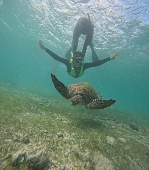 Moalboal Island - Sardines run & turtle watching 2