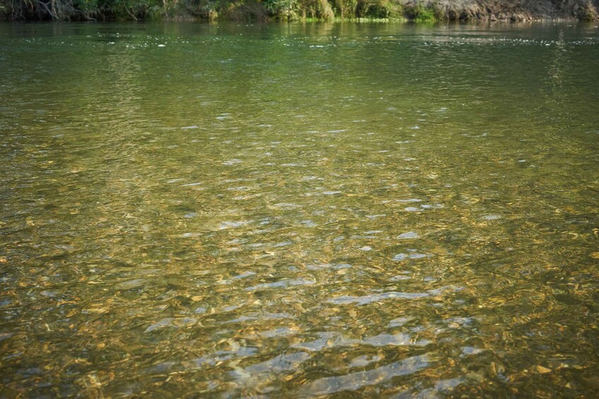 Picture 1 for Activity River Drava, European Amazon: day trip with lunch 2