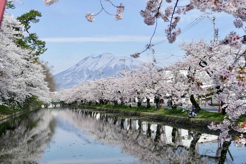 A river with cherry blossoms reflecting in the water, a mountain in the background, and power lines overhead. 1
