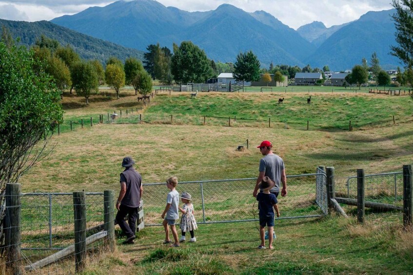 Fiordland NZ: Kepler Mountain View Alpacas Farm Tour 1