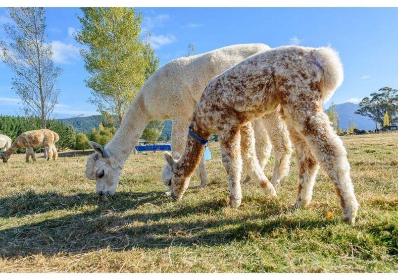Picture 10 for Activity Fiordland NZ: Kepler Mountain View Alpacas Farm Tour 2