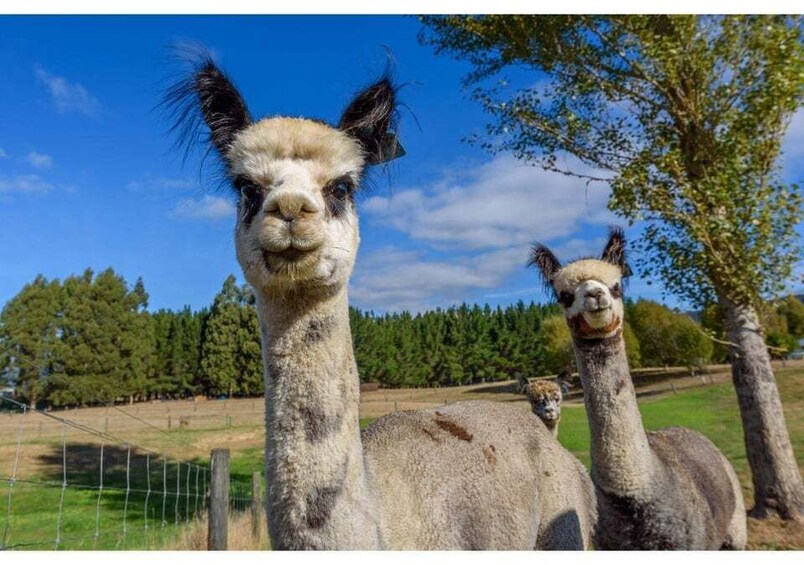 Picture 7 for Activity Fiordland NZ: Kepler Mountain View Alpacas Farm Tour 4