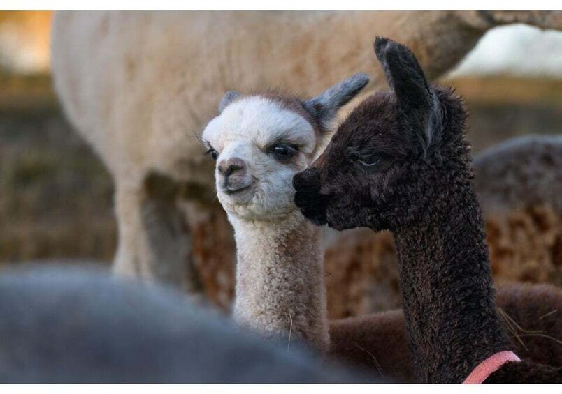 Picture 12 for Activity Fiordland NZ: Kepler Mountain View Alpacas Farm Tour 3