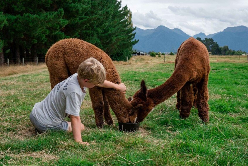 Picture 1 for Activity Fiordland NZ: Kepler Mountain View Alpacas Farm Tour 5
