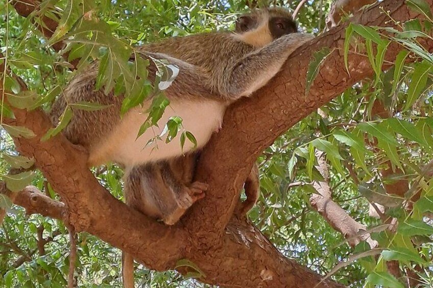 A sloth resting on a tree branch. 2