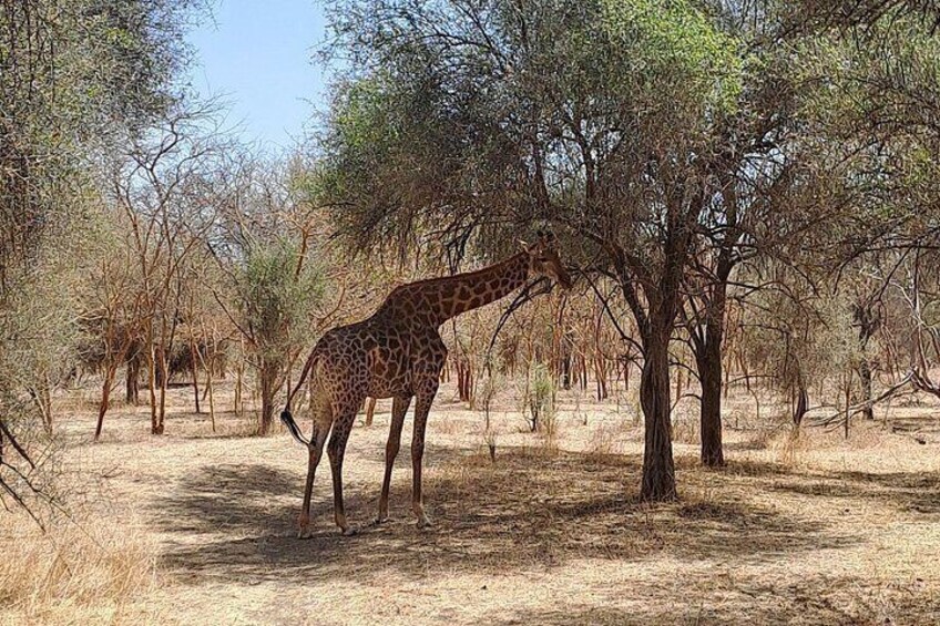 A giraffe eating leaves from a tree in a dry, open landscape with sparse vegetation. 5