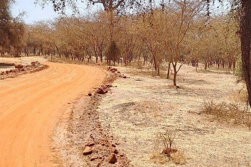 A dirt road curving through a dry, sparse landscape with scattered trees. 4