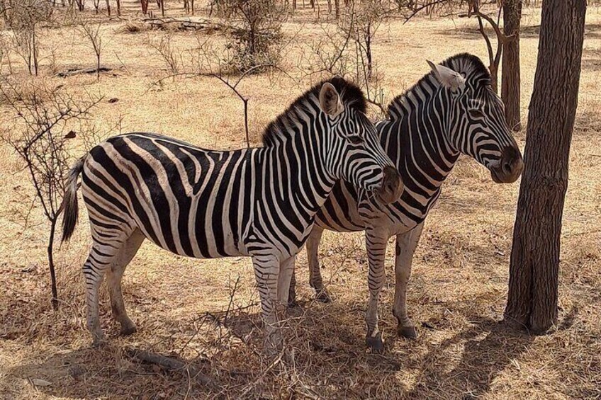 Two zebras standing near a tree in a dry, grassy area. 1
